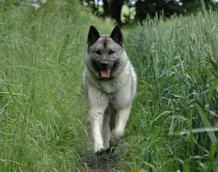 Wild kutyafajták