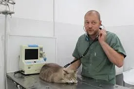Disorder macskák