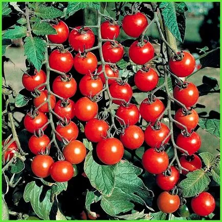 Ultrarannie paradicsom