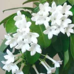 Stephanotis otthoni gondozást