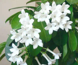 Stephanotis otthoni gondozást