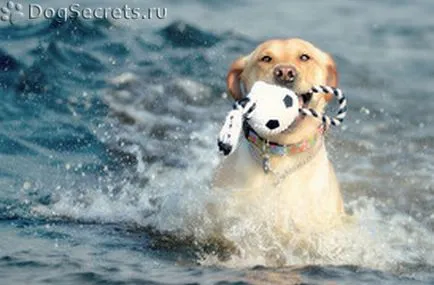 Hogyan törődik egy kiskutya Labrador Hogyan törődik egy kiskutya Labrador