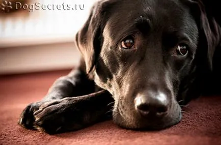 Hogyan törődik egy kiskutya Labrador Hogyan törődik egy kiskutya Labrador