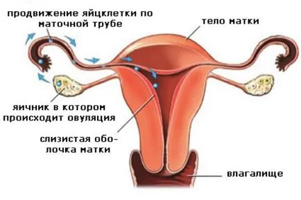 Zsíros gyomor, mint a menstruáció előtt