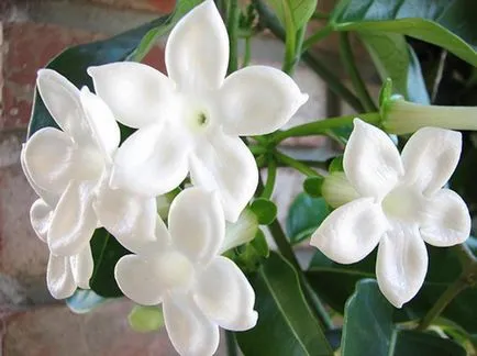 Stephanotis otthoni gondozást