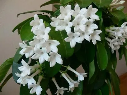 Stephanotis otthoni gondozást