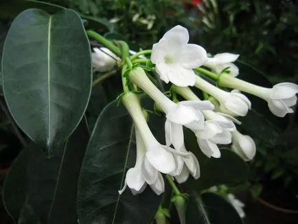 Stephanotis otthoni gondozást