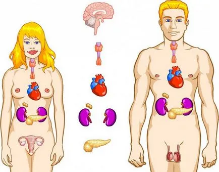 Példák a hormonok Példák a hormonok