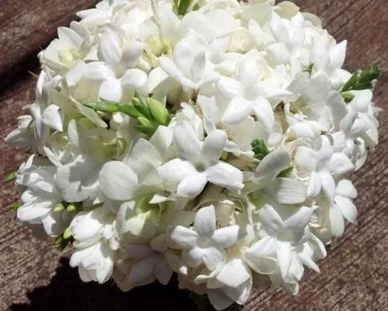 Stephanotis otthoni gondozást