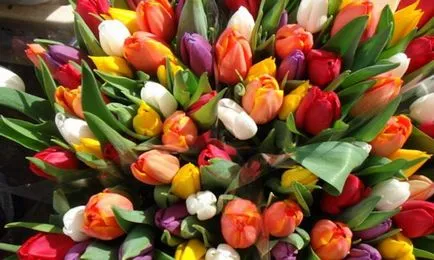 Tulipán termesztés és gondozás Tulipán termesztés és gondozás