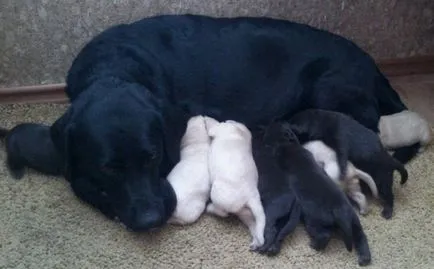 Hogyan törődik egy kiskutya Labrador