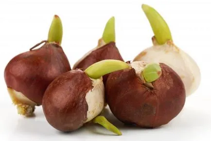 Tulipán termesztés és gondozás Tulipán termesztés és gondozás