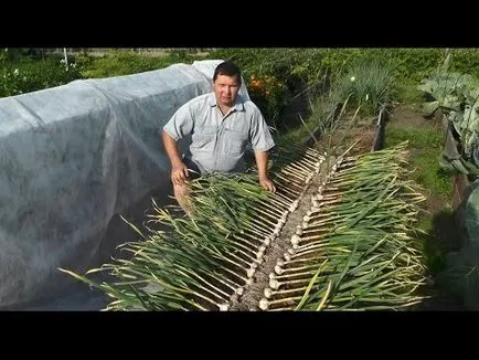 Hogyan növekszik a jó fokhagyma