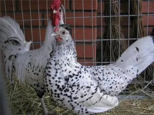 A legtöbb tojásrakó fajta csirkék A legtöbb tojásrakó fajta csirkék