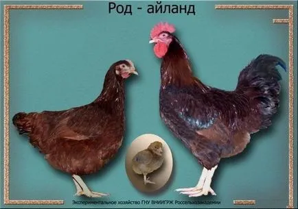 A legtöbb tojásrakó fajta csirkék