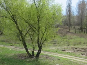 Mi a hatalom lövés Mi a hatalom lövés