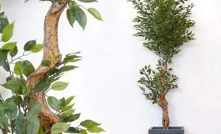 Ficus terménynyilatkozatán Ficus terménynyilatkozatán