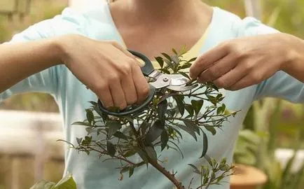 Ficus terménynyilatkozatán Ficus terménynyilatkozatán