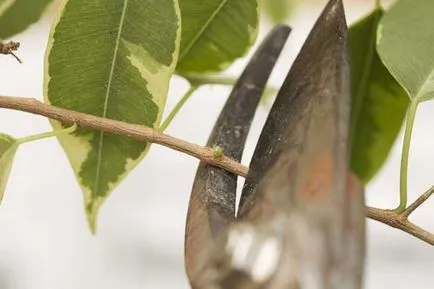 Ficus terménynyilatkozatán Ficus terménynyilatkozatán