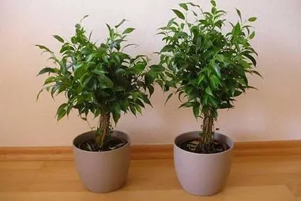 Ficus terménynyilatkozatán Ficus terménynyilatkozatán