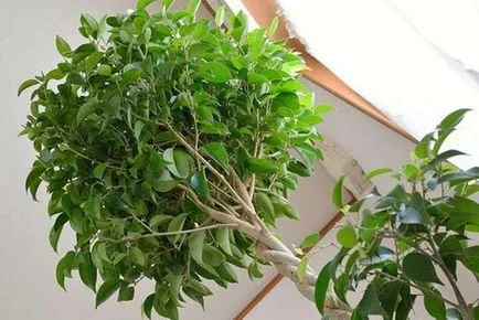 Ficus terménynyilatkozatán Ficus terménynyilatkozatán