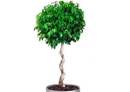 Ficus terménynyilatkozatán Ficus terménynyilatkozatán