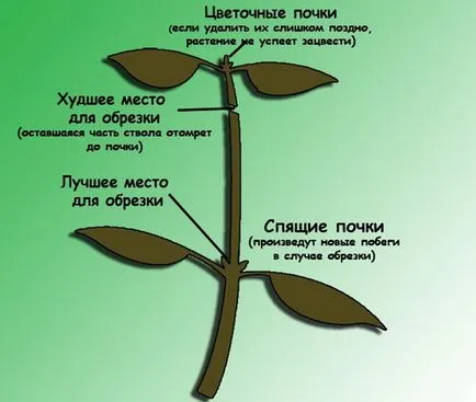 Ficus terménynyilatkozatán Ficus terménynyilatkozatán
