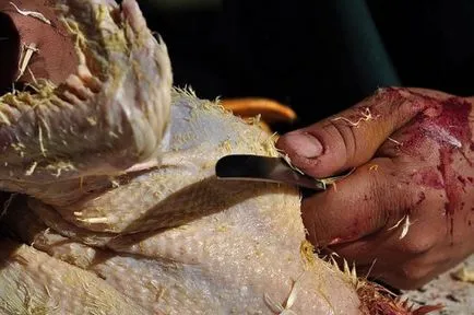 Hogyan megölni kacsa