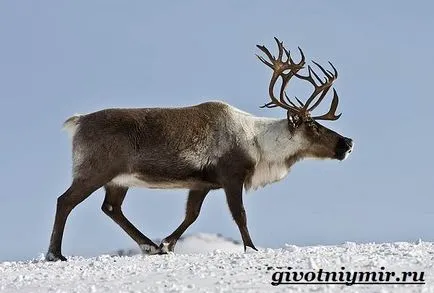 Ritka fajok, mint a