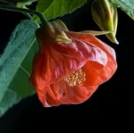 Abutilon, házi juhar különös gondossággal és termesztése az otthoni (juharfa) Abutilon, házi juhar különös gondossággal és termesztése az otthoni