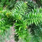 Araucaria - otthon örökzöld fa ellátás tanácsot szakemberek (Araucaria) Araucaria - otthon örökzöld fa ellátás tanácsot szakemberek