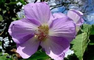 Abutilon szoba juhar ellátás, tenyésztési és szaporítási az otthoni (fotó) (Abutilon) Abutilon szoba juhar ellátás, tenyésztési és szaporítási az otthoni (fotók)