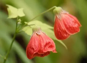 Abutilon szoba juhar ellátás, tenyésztési és szaporítási az otthoni (fotó) (növekvő) Abutilon szoba juhar ellátás, tenyésztési és szaporítási az otthoni (fotók)