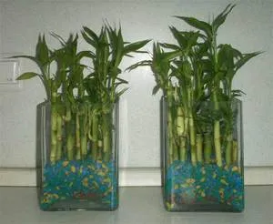 Bamboo - ültetés, szaporítás és otthoni gondozást, fotó (ellátás) Bamboo - ültetés, szaporítás és a gondozás az otthoni, fotók