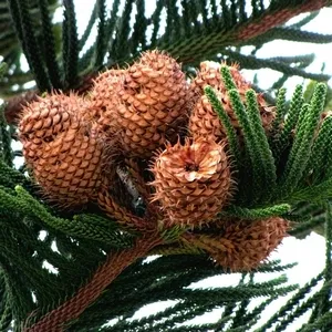 Araucaria - otthon örökzöld fa ellátás tanácsot szakemberek (Araucaria növény) Araucaria - otthon örökzöld fa ellátás tanácsot szakemberek