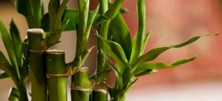 Bamboo otthon