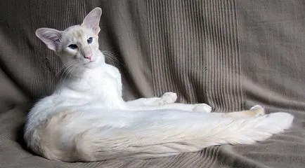 Balinéz macska fotó leírás kőzetek (cat) Balinéz macska fotó, fajta leírás