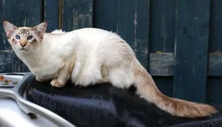 Balinéz macska fotó leírás kőzetek (cat) Balinéz macska fotó, fajta leírás
