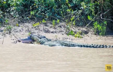 Shark és krokodil találkozott halálos harcban (15 fotó) (Shark) Shark és krokodil találkozott halálos harcban (15 fotó)