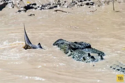 Cápa és krokodil találkozott halálos harcban (15 fotó) (a) Shark és krokodil találkozott halálos harcban (15 fotó)