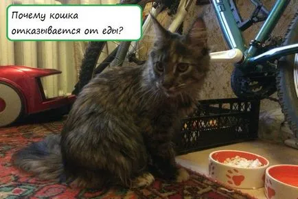 7 ok, amiért a macska nem hajlandó enni - Cat show (Cat) 7 ok, amiért a macska nem hajlandó enni - a macska show-