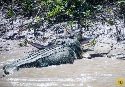 Cápa és krokodil találkozott halálos harcban (15 fotó) (Adelaide) Shark és krokodil találkozott halálos harcban (15 fotó)