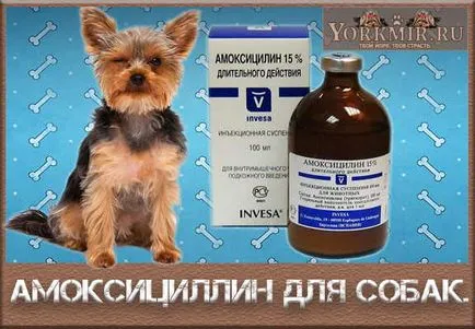 Amoxicillin kutyáknak, használati utasítás (felhasználói kézikönyv) Amoxicillin kutyáknak, használati utasítás