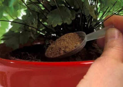 Abutilon titkait növekvő hazai juhar