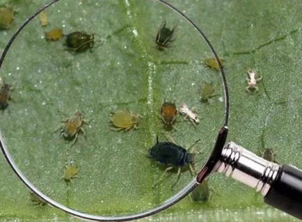 Abutilon titkait növekvő hazai juhar