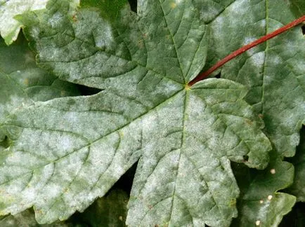 Abutilon titkait növekvő hazai juhar