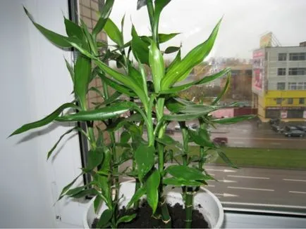 Bamboo - ültetés, szaporítás és otthoni gondozást, fotó (bambusz) Bamboo - ültetés, szaporítás és a gondozás az otthoni, fotók