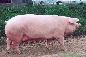Mi a takarmány malacoknak az otthoni videó környezet