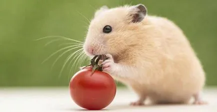 Mi a takarmány egy hörcsög -, hogy lehet és nem ad egy hörcsög (feed) Mi a takarmány egy hörcsög -, hogy lehet és nem tud adni egy hörcsög