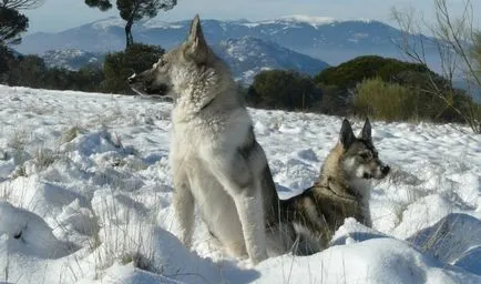 Mit és hogyan kell etetni a husky diéta